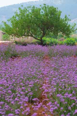 唯美紫色马鞭草花