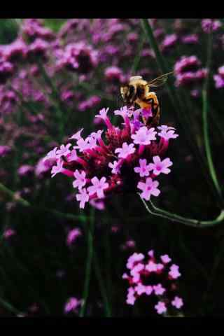 蜜蜂在马鞭草花海