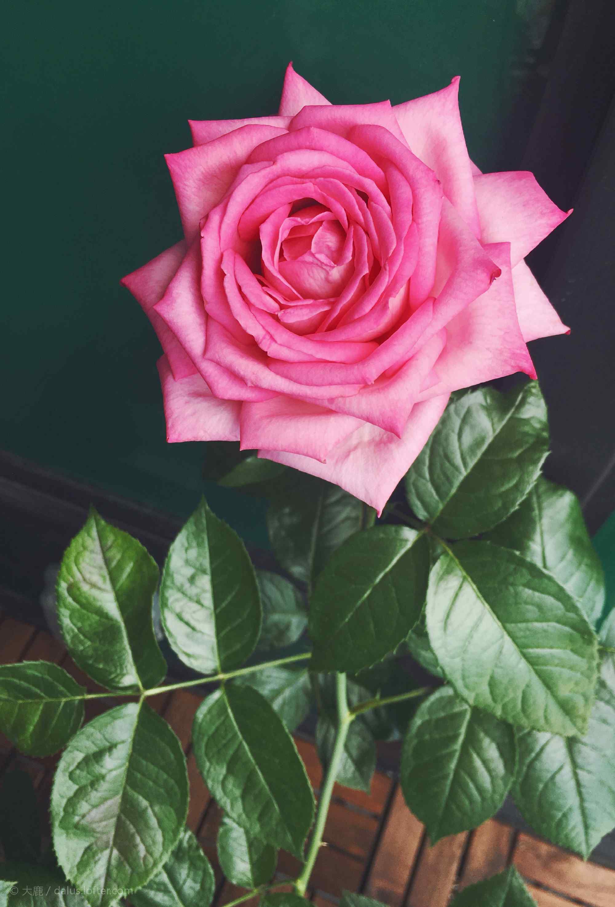 浪漫的粉色玫瑰手机壁纸