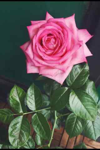 浪漫的粉色玫瑰手