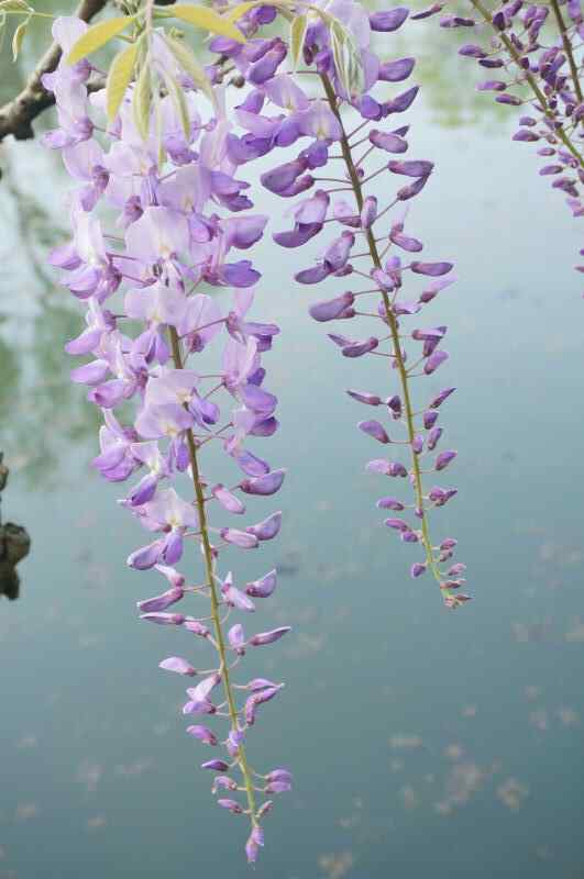 小清新池塘上的紫藤萝手机壁纸
