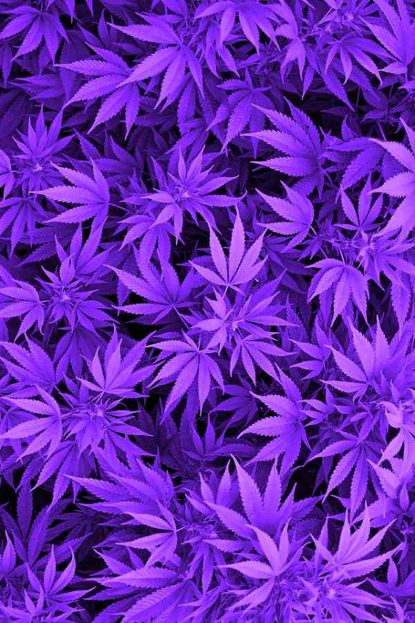 壁纸   分类: 花草植物  标签: 植物高清 分享: 分辨率: 640x960 手机_植物壁纸