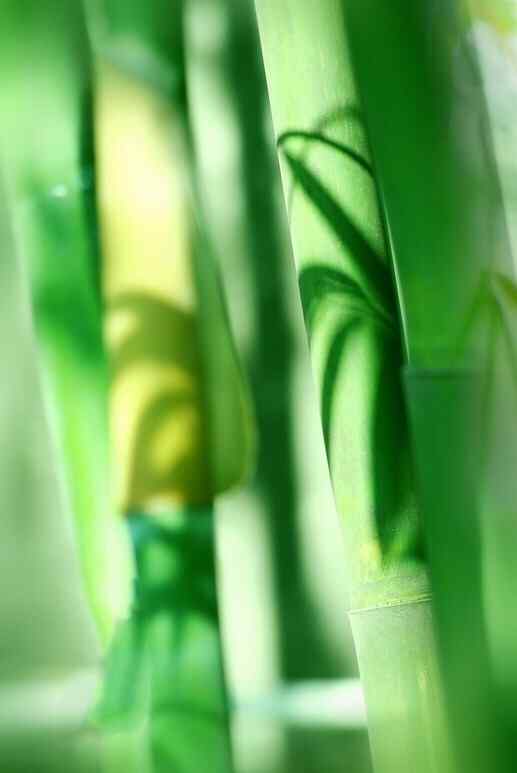 翠绿竹子绿色护眼手机壁纸