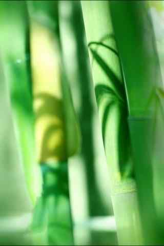 翠绿竹子绿色护眼手机壁纸