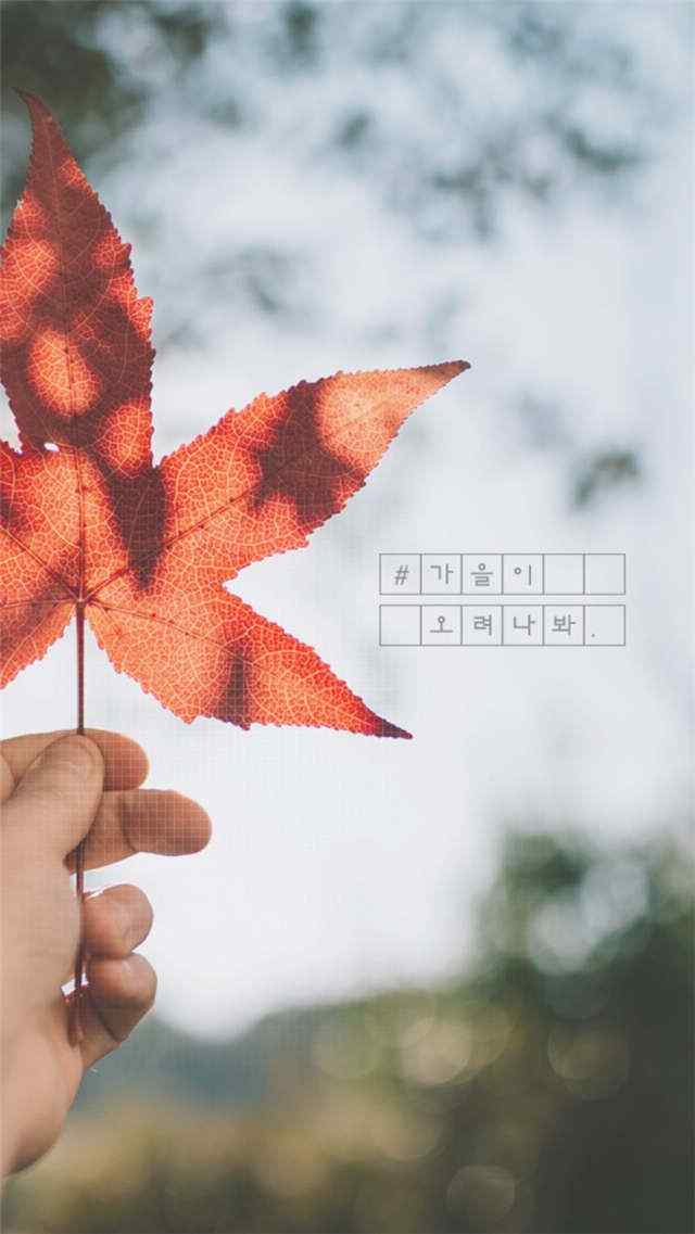 秋分节气之美丽枫叶手机壁纸