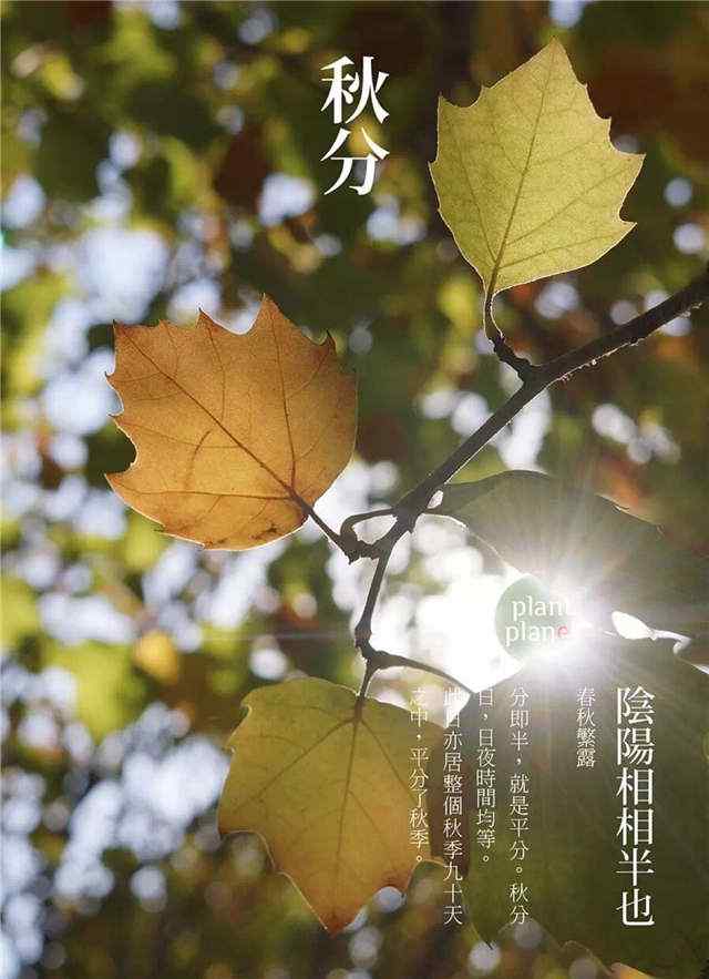 秋分节气之树叶图片手机壁纸