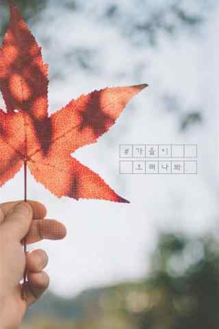 秋分节气之美丽枫叶手机壁纸