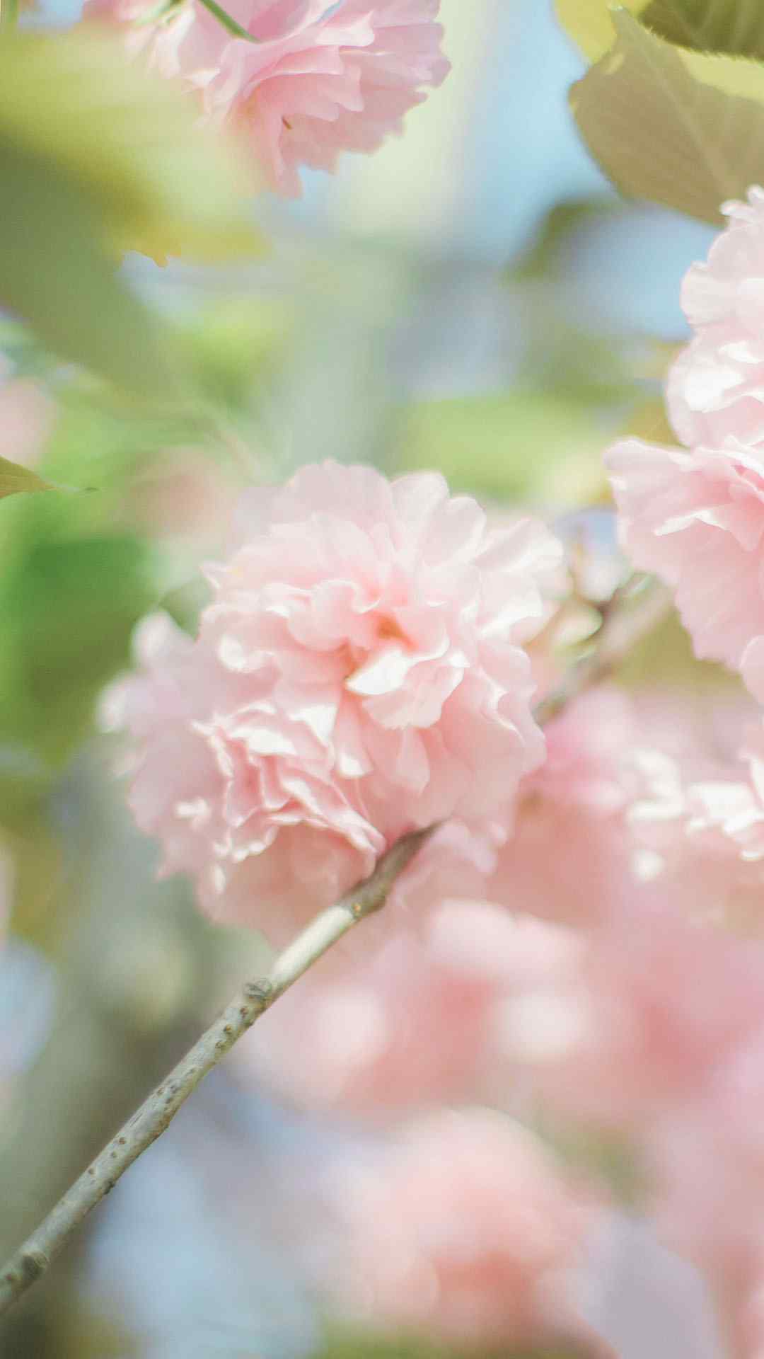 樱花唯美风景高清植物手机壁纸