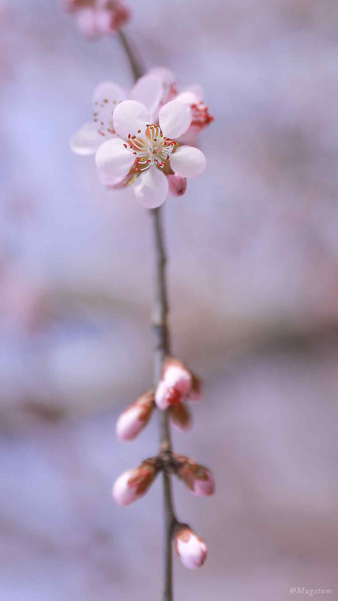 唯美好看樱花高清植物手机壁纸