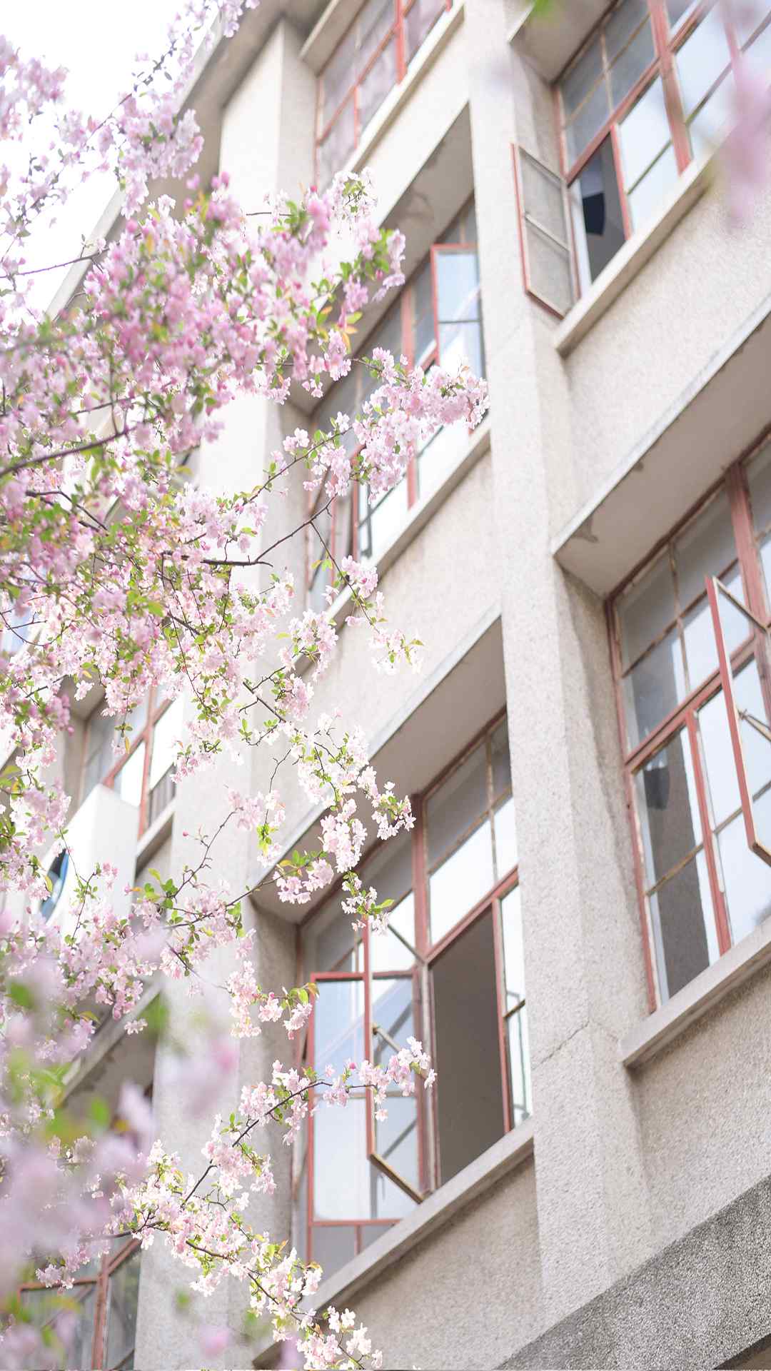樱花唯美高清植物手机壁纸