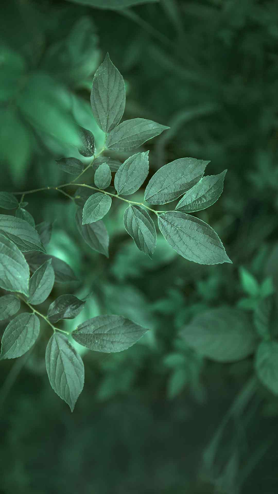 绿色护眼植物手机壁纸