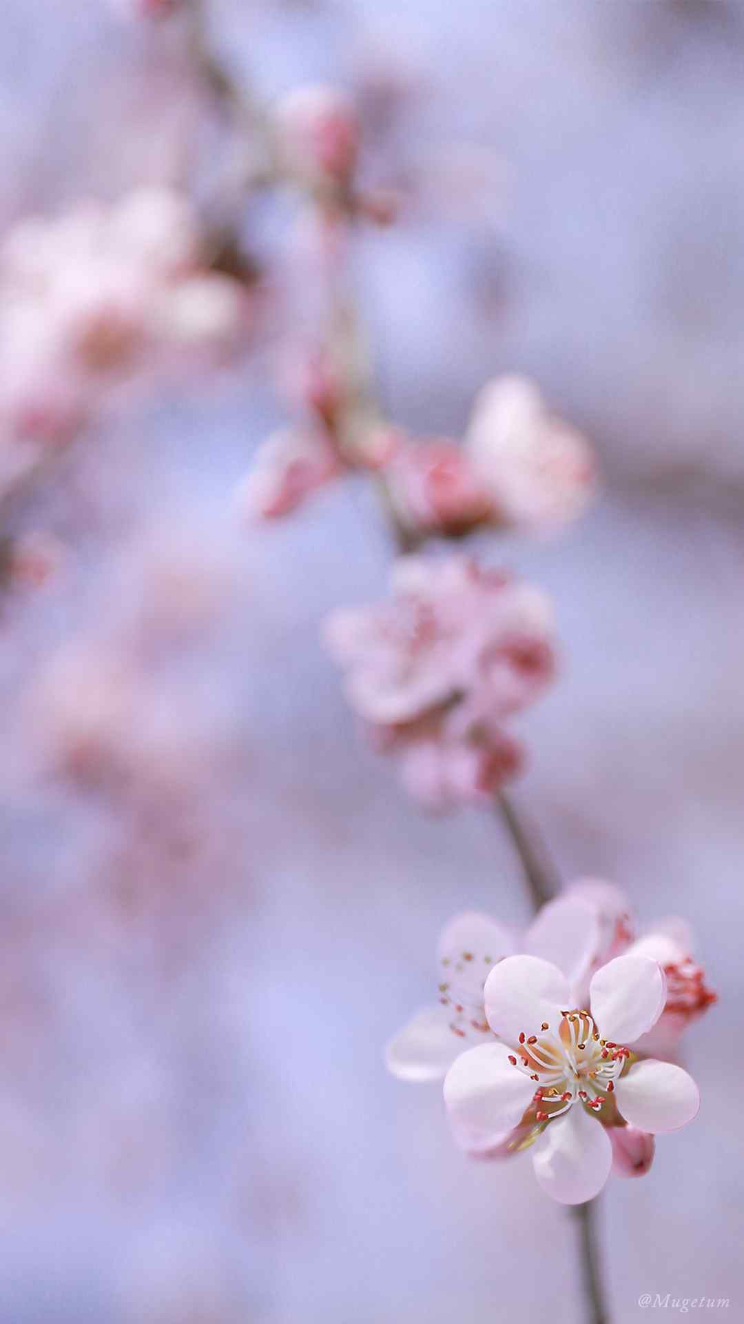 唯美好看樱花高清植物手机壁纸