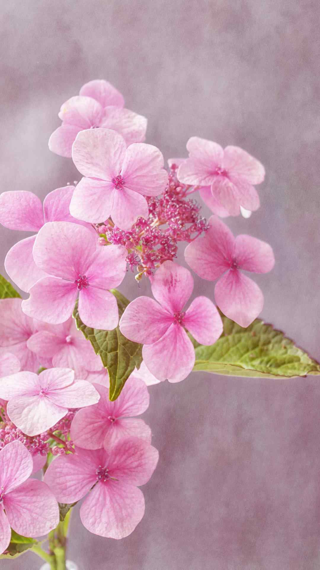 治愈系唯美花卉植物手机壁纸