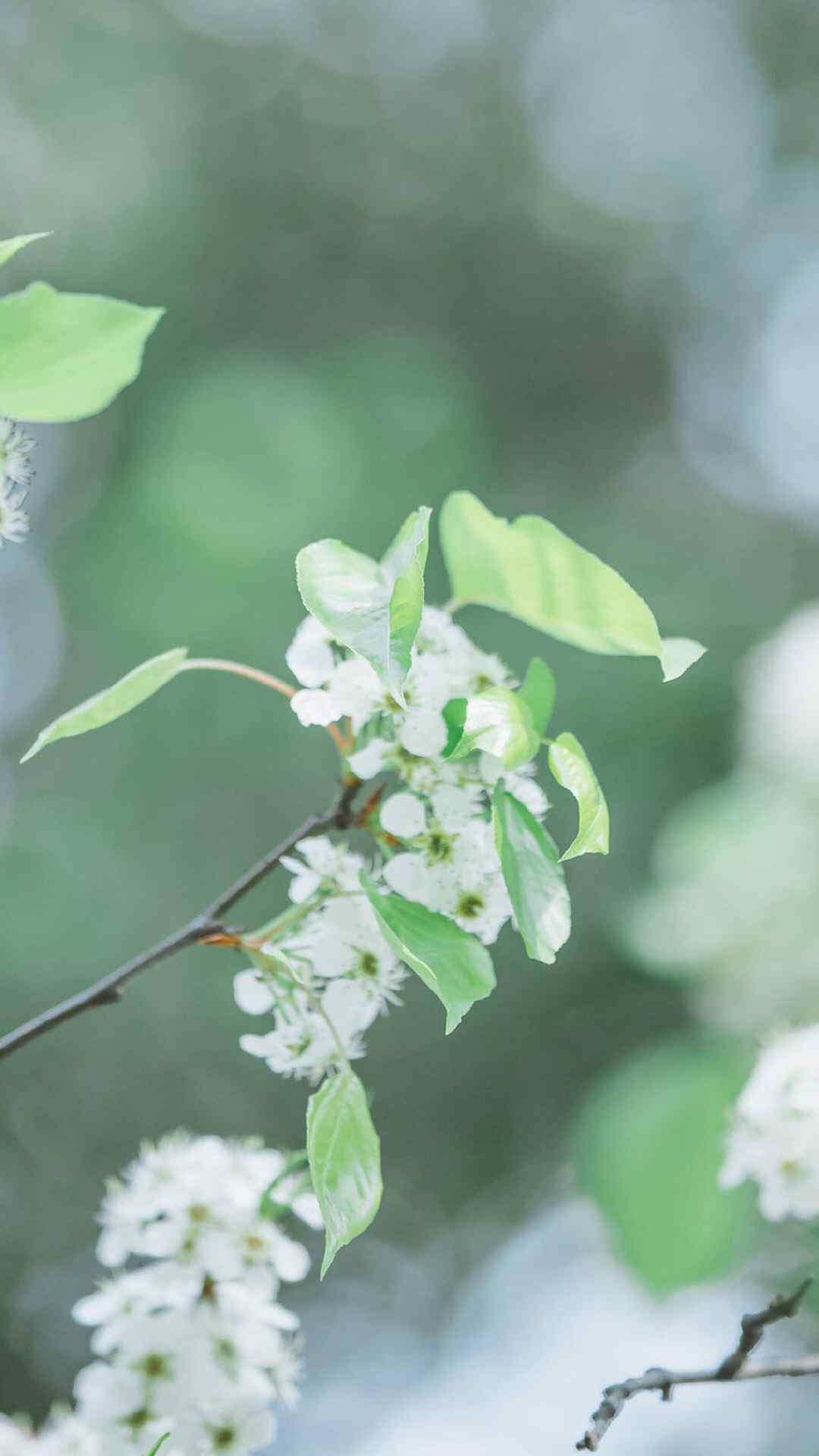 小清新花卉微距摄影植物手机壁纸