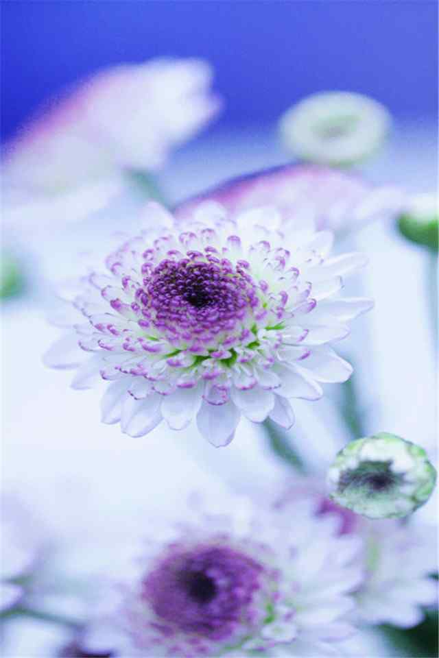娇艳盛开的唯美花卉清新植物手机壁纸