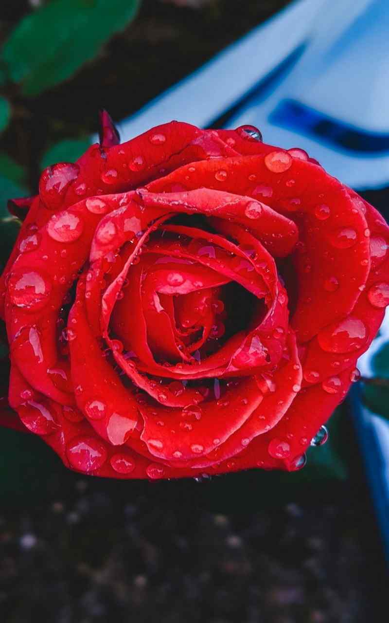 娇艳红玫瑰植物手机壁纸