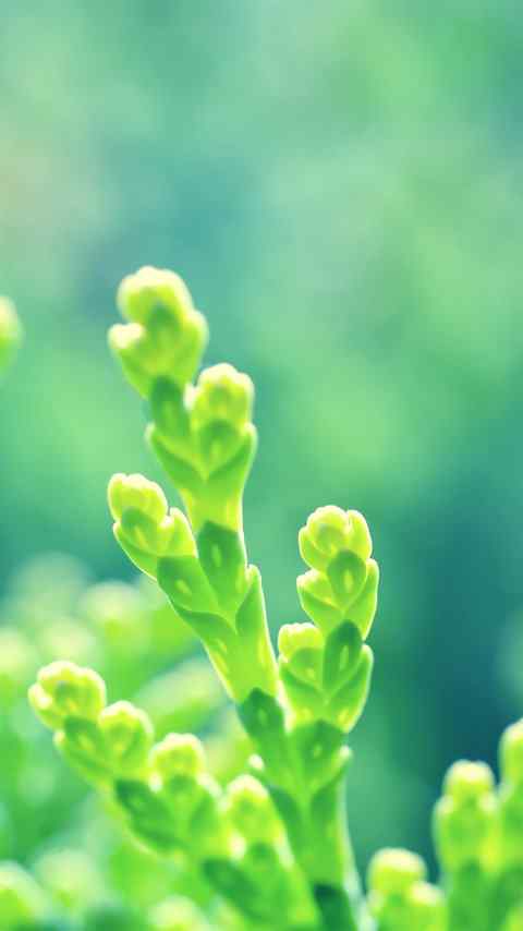 精选唯美清新绿色植物手机壁纸