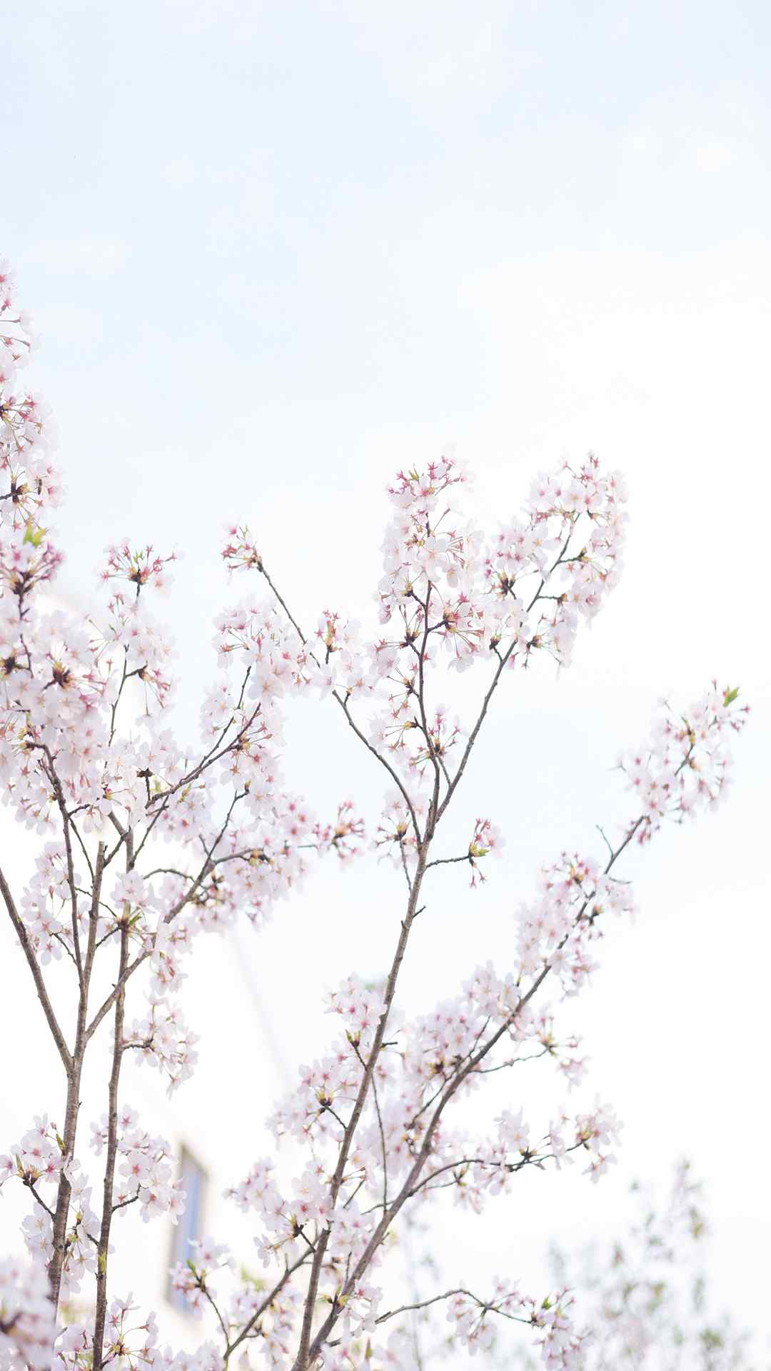 樱花唯美高清植物手机壁纸