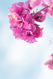 紫色花卉高清写真手机壁纸