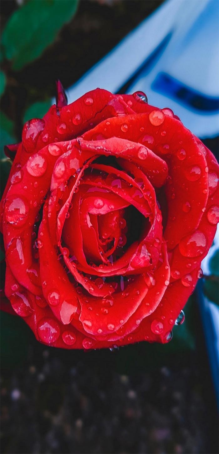 雨后玫瑰唯美高清手机壁纸