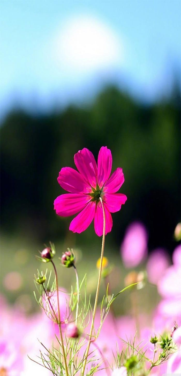 唯美植物花卉图片高清手机壁纸