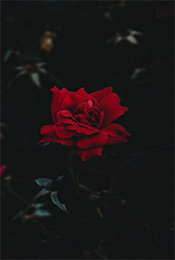鲜艳红玫瑰唯美植物手机壁纸