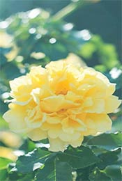 典雅大气黄色植物花卉唯美手机壁纸