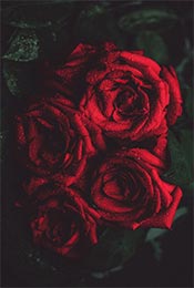 娇艳红玫瑰高清植物手机壁纸
