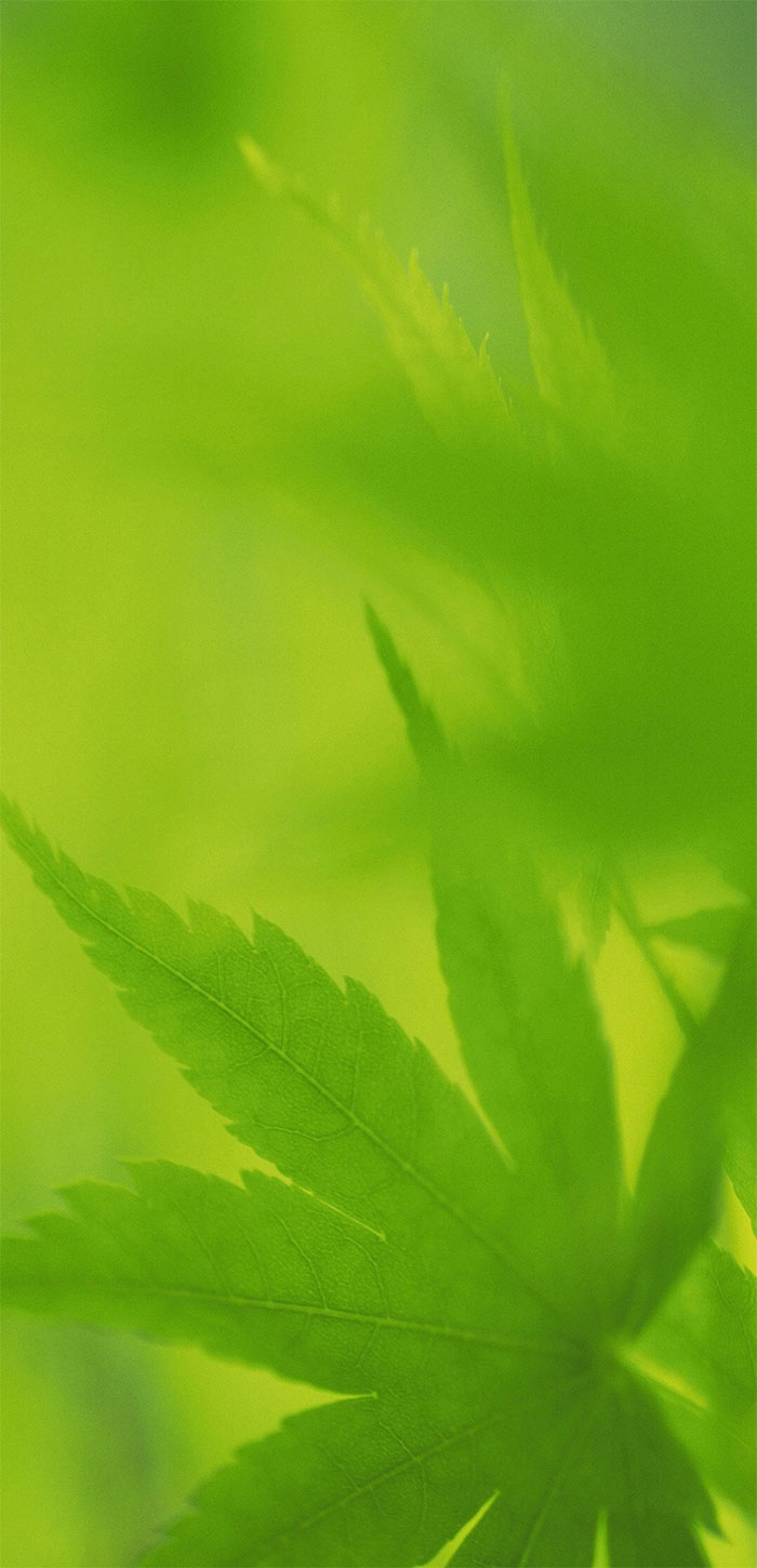绿色清新植物树叶高清手机壁纸