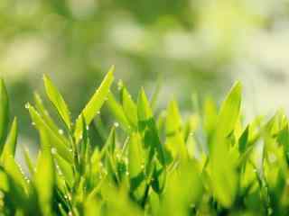 绿色护眼植物动态屏保