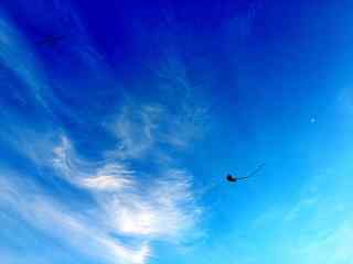 蓝天上的风筝动态屏保