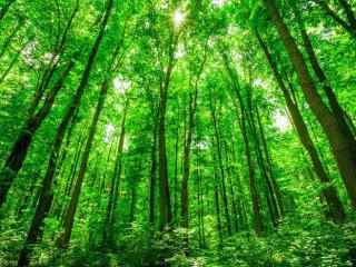 翠绿色的树林护眼