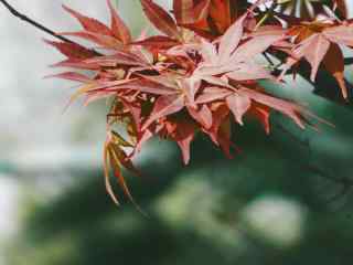 唯美好看的秋日红色枫叶动态屏保