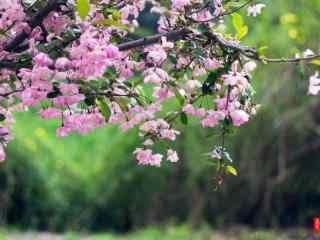 满园春色的海棠花动态屏保