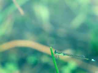 小清新蓝蜻蜓护眼