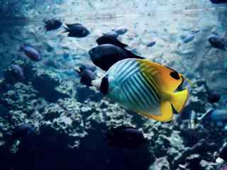 唯美海洋里的热带鱼群动态屏保