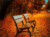 秋天座椅旁的黄色枫叶超清唯美桌面屏保图片