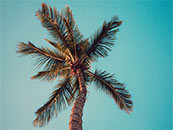 蓝天下的椰子树超清唯美屏保图片