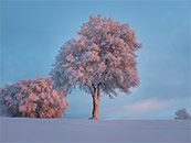 冬天中银装的大树超清唯美屏保图片