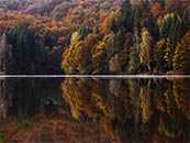 平静湖泊边被秋天染黄的树林超清唯美桌面屏保图片