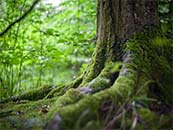 森林中的大树与苔藓超清唯美桌面屏保图片