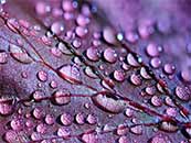 紫色植物叶面上的露珠超清唯美桌面屏保图片
