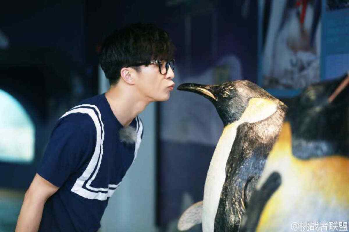 薛之谦与可爱企鹅接吻桌面壁纸
