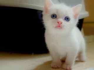 清新可爱的蓝眼小猫咪桌面壁纸