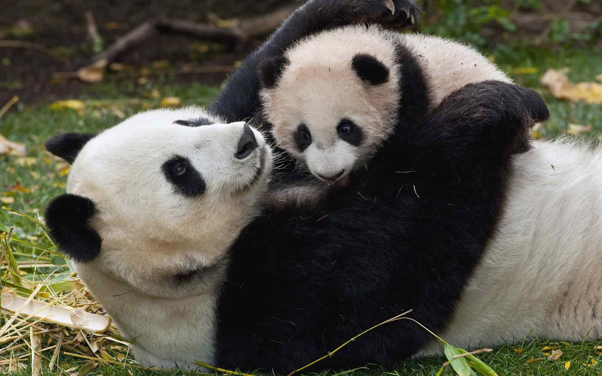 温馨的熊猫一家子桌面壁纸