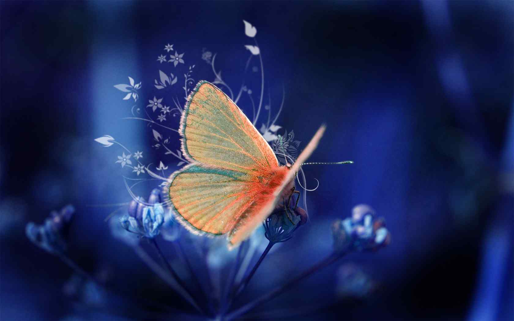 美丽的蝴蝶特写桌面壁纸