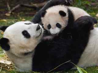 温馨的熊猫一家子