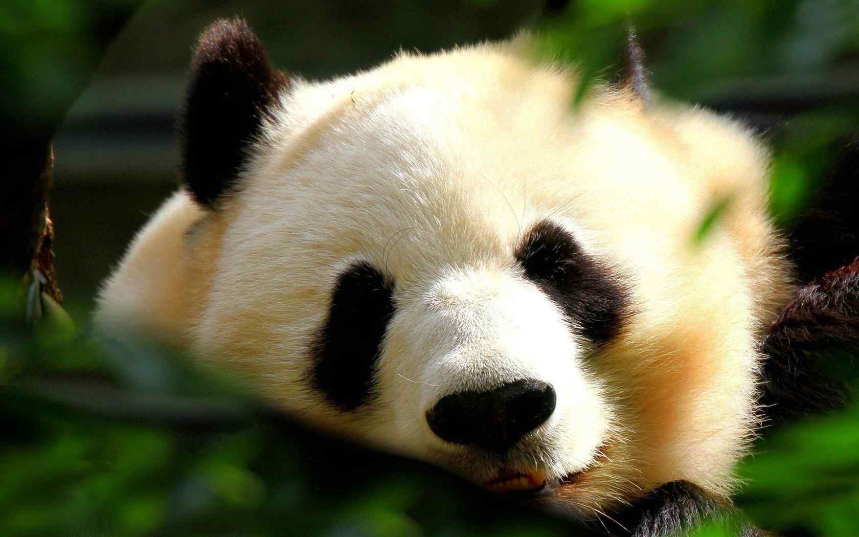 国宝大熊猫高清壁纸 大熊猫卖萌图片