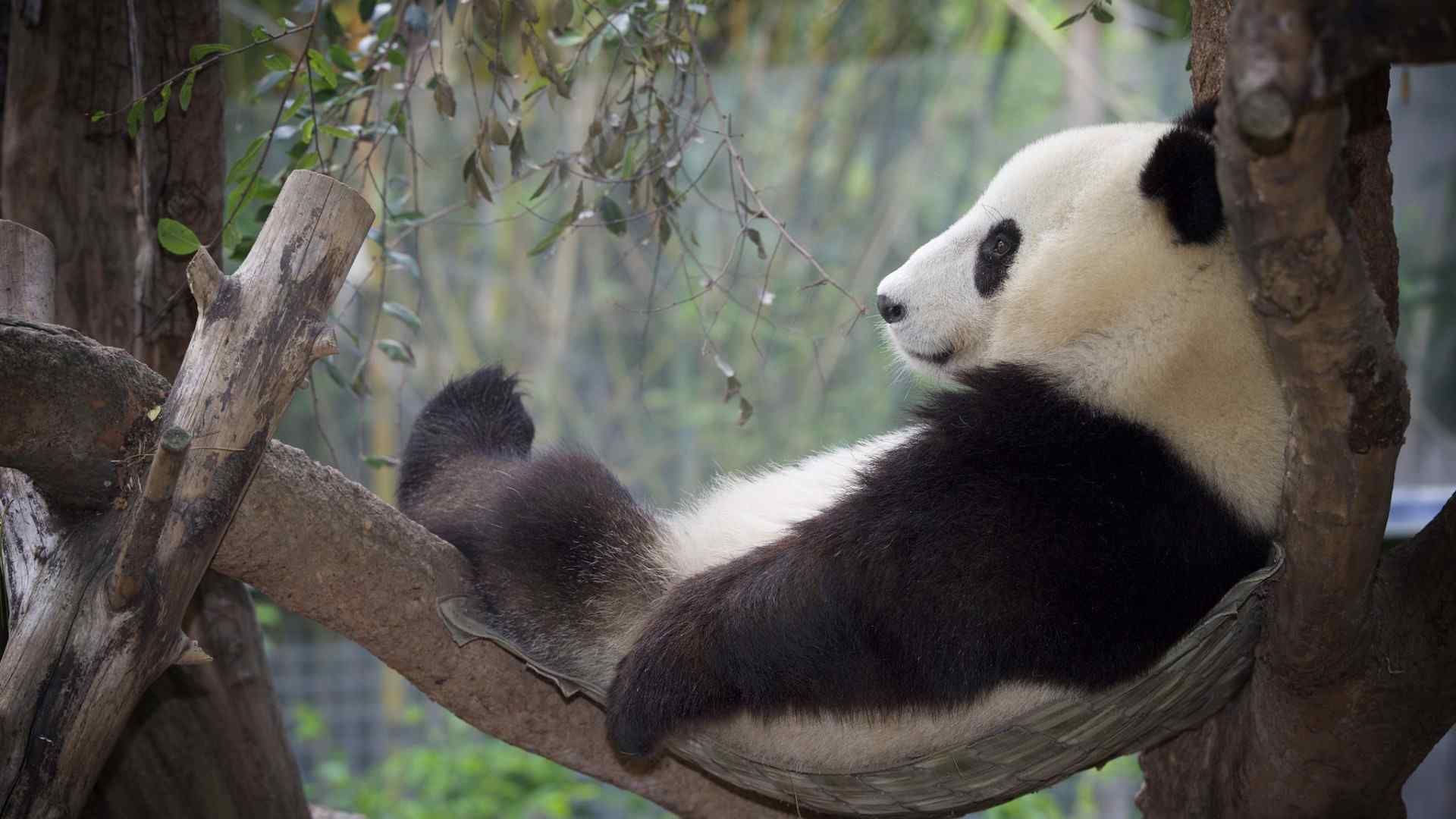 超可爱大熊猫睡觉