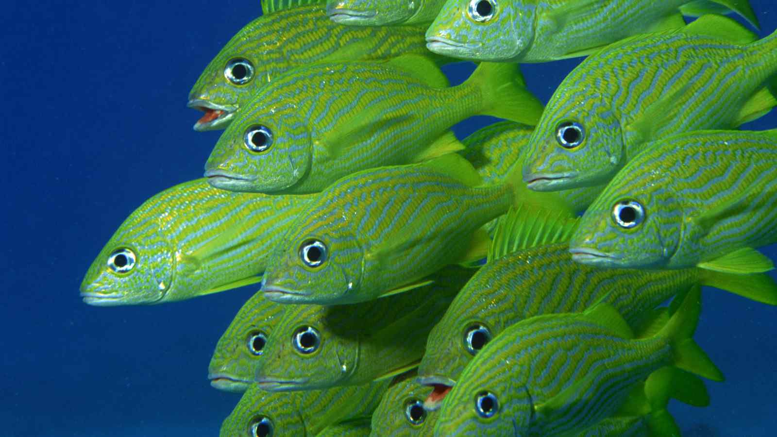 唯美绿色鱼群壁纸